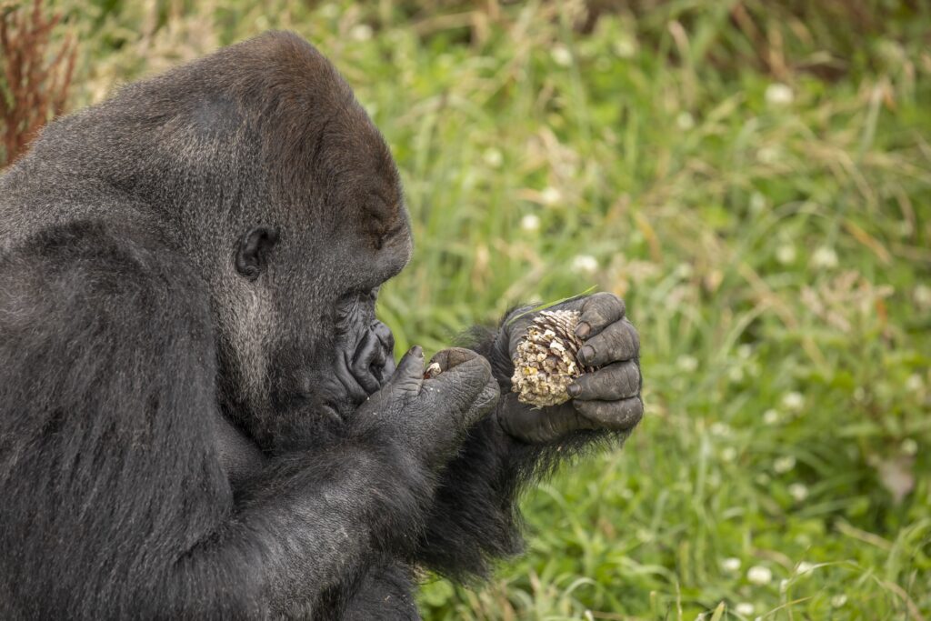Orana Wildlife Park gorilla