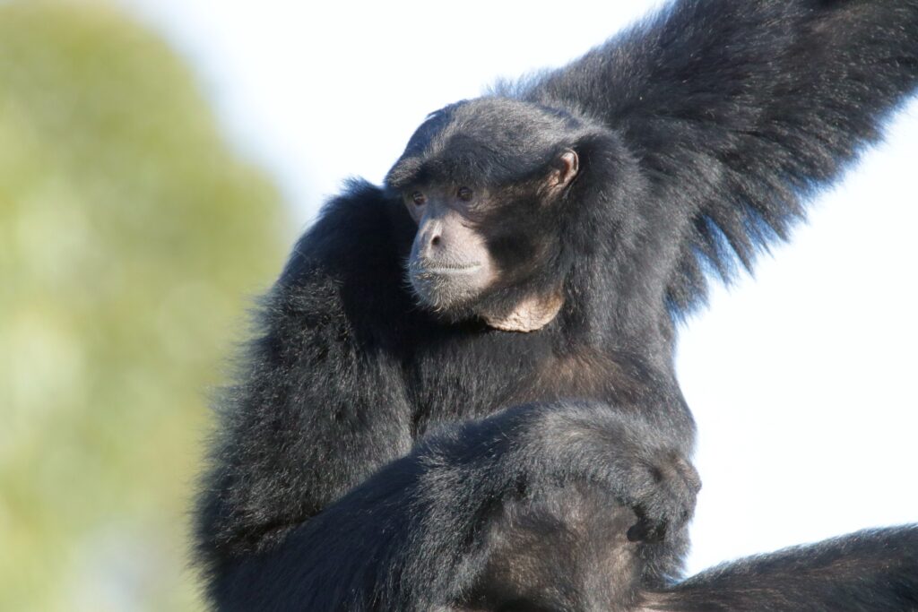 Siamang gibbon at Orana Wildlife Park