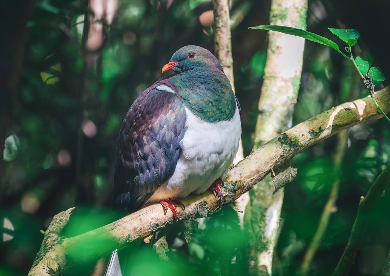 Kererū bird at the Brook Waimārama Sanctuary